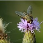 auf einer Distelblüte