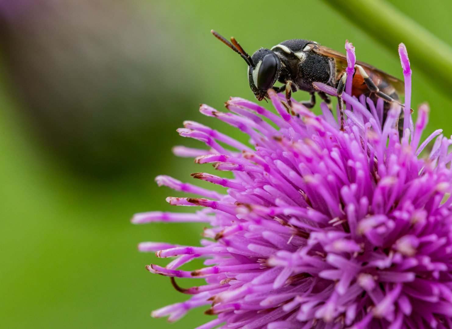 Auf einer Distelblüte