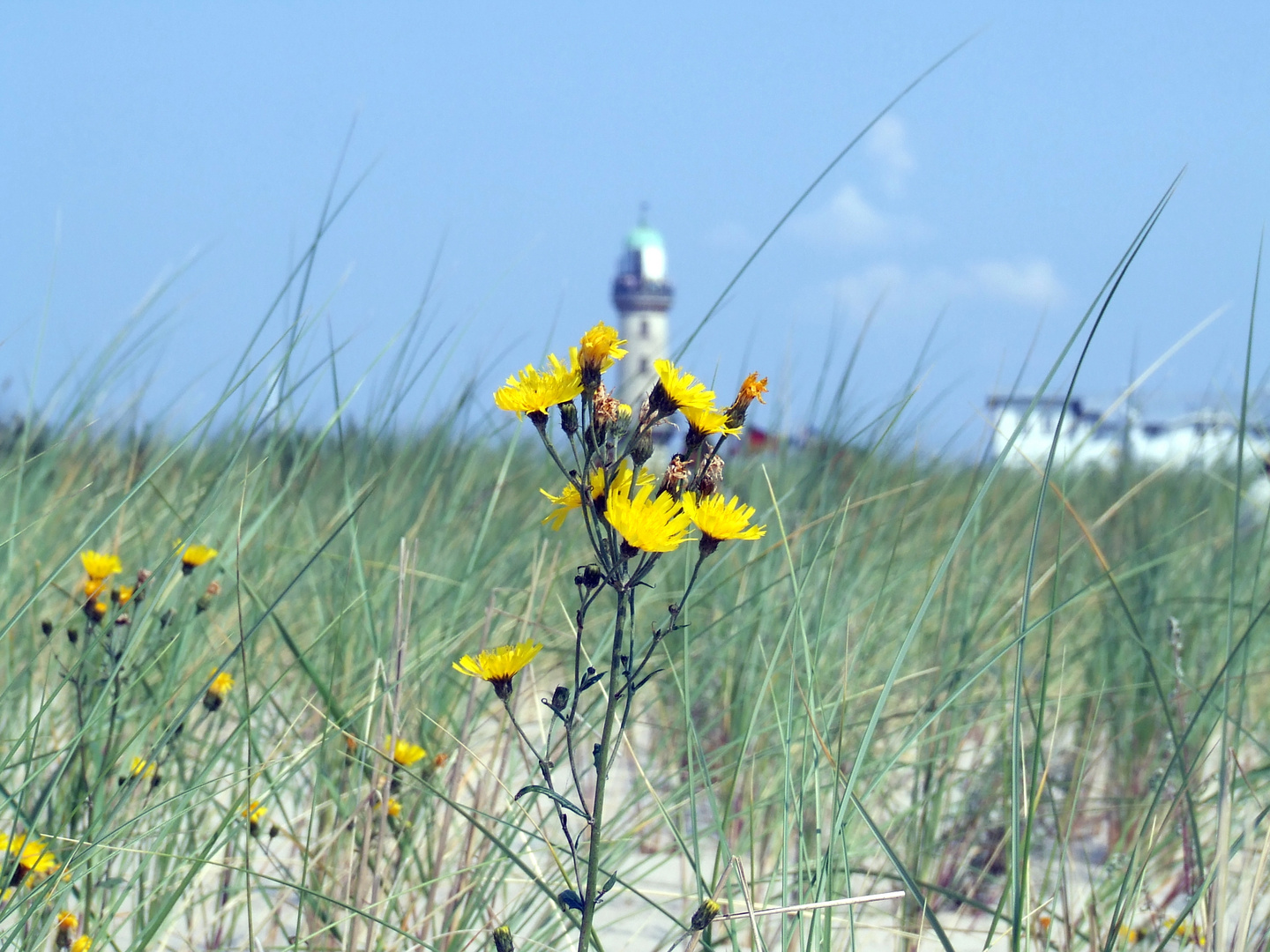 Auf einer Düne in Warnemünde