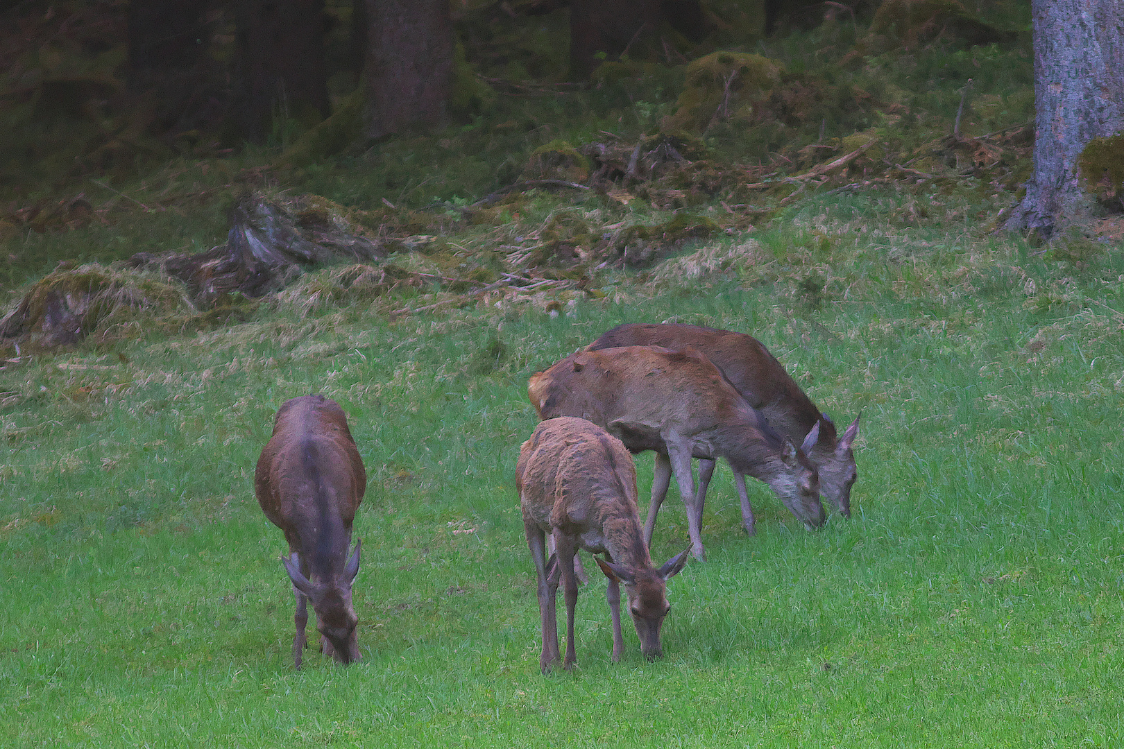 Auf einer einsamen, ruhigen Waldwiese