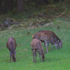 Auf einer einsamen, ruhigen Waldwiese