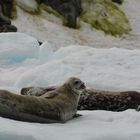 Auf einer Eisscholle ...