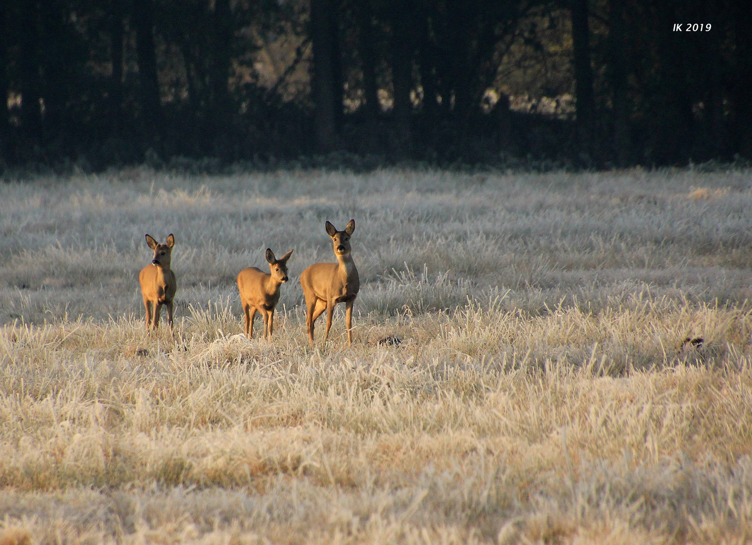 Auf einer frostigen Wiese.....