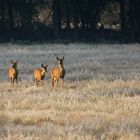 Auf einer frostigen Wiese.....