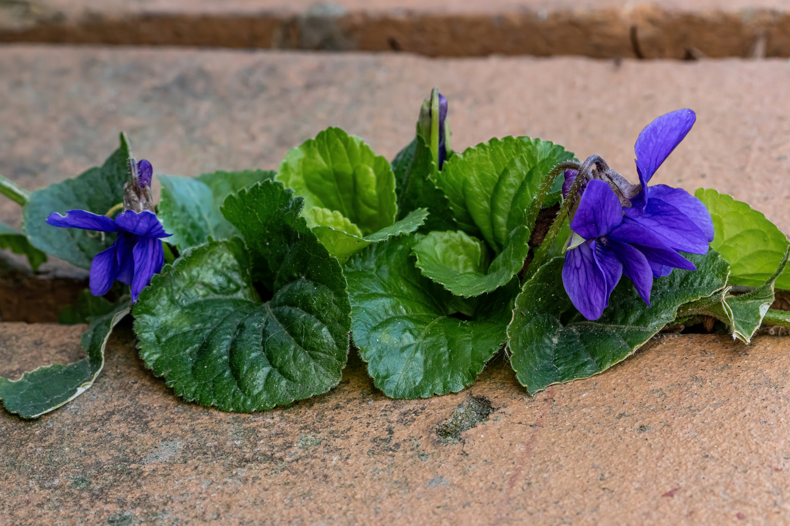 Auf einer Gartenmauer