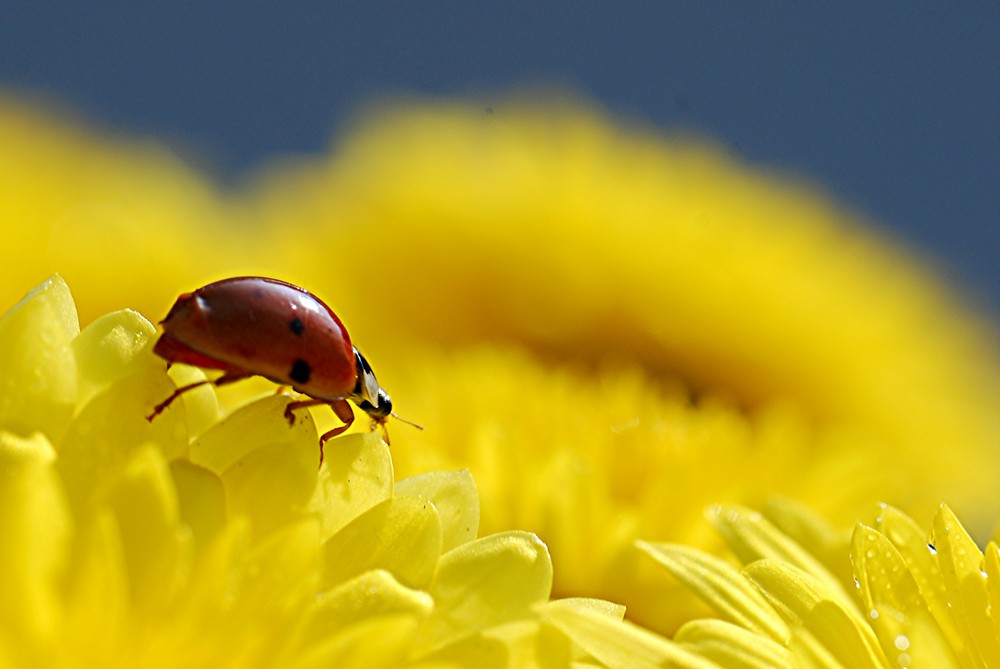 Auf einer gelben Chrysanthemenblüte...