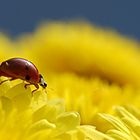 Auf einer gelben Chrysanthemenblüte...