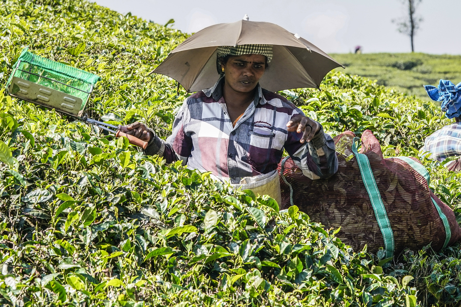 Auf einer indischen Teeplantage