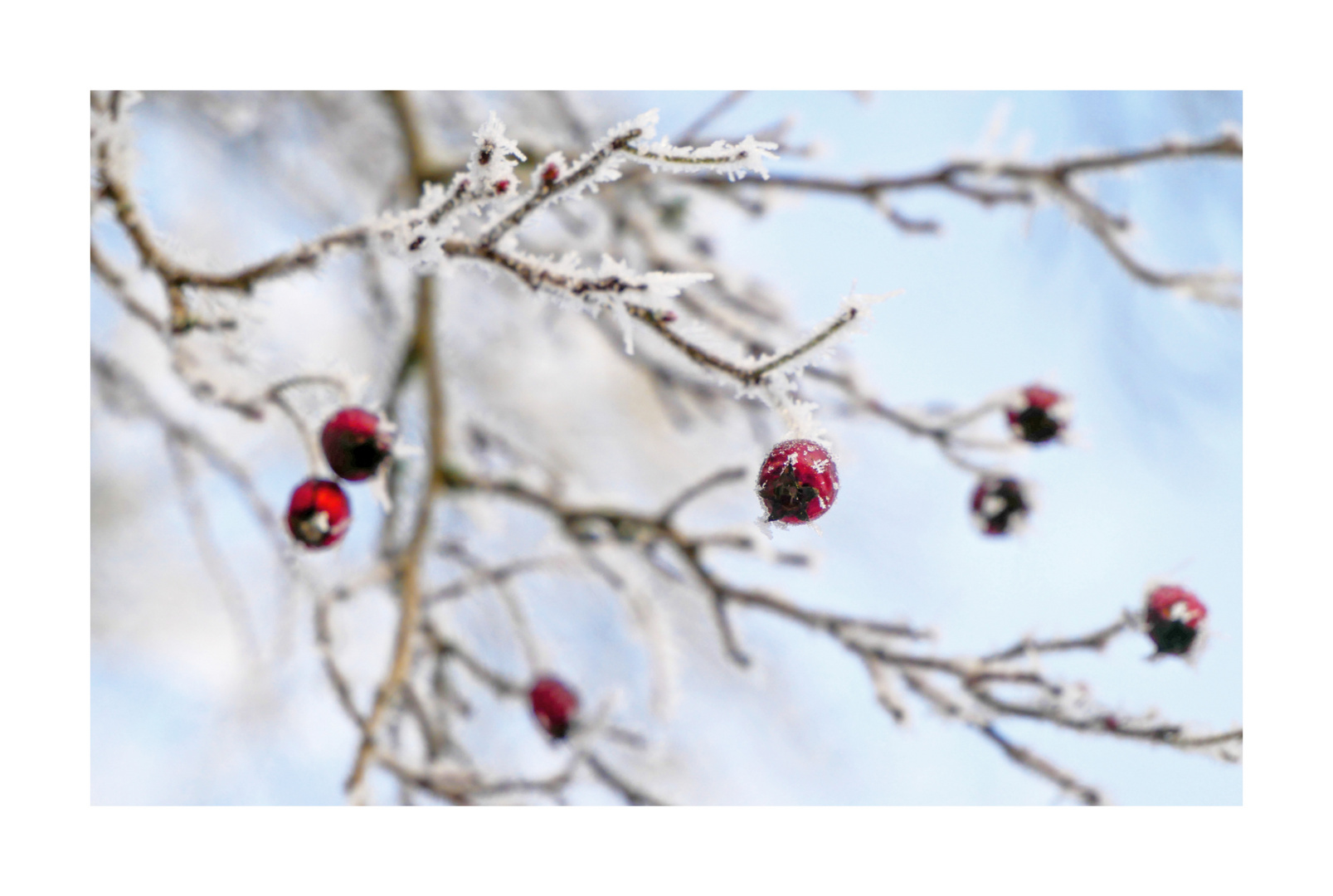 Auf einer Insel an einem Strauch ihr Host - rot und warm trotz Wind und Frost