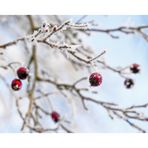 Auf einer Insel an einem Strauch ihr Host - rot und warm trotz Wind und Frost