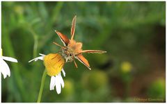 Auf einer Kamillenblüte