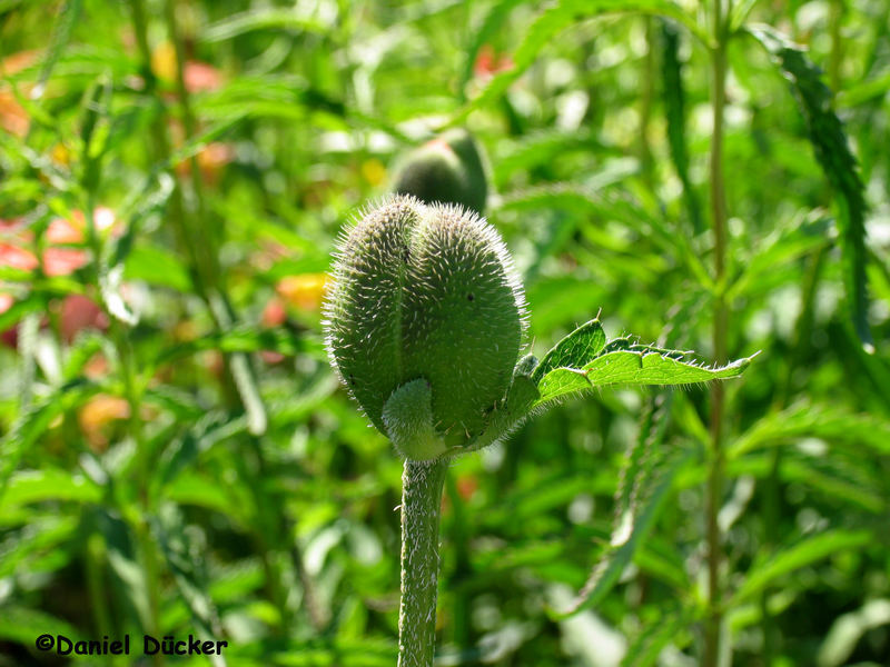 Auf einer Landesgartenschau