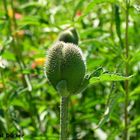 Auf einer Landesgartenschau