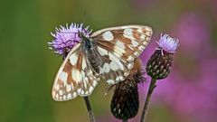 Auf einer Lieblingsfarbe der Schachbrettfalter, Melanargia galathea