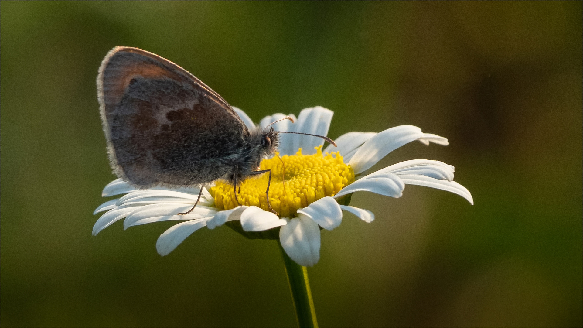 auf einer Margeriten - Blüte ..... 