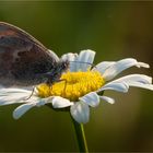 auf einer Margeriten - Blüte ..... 