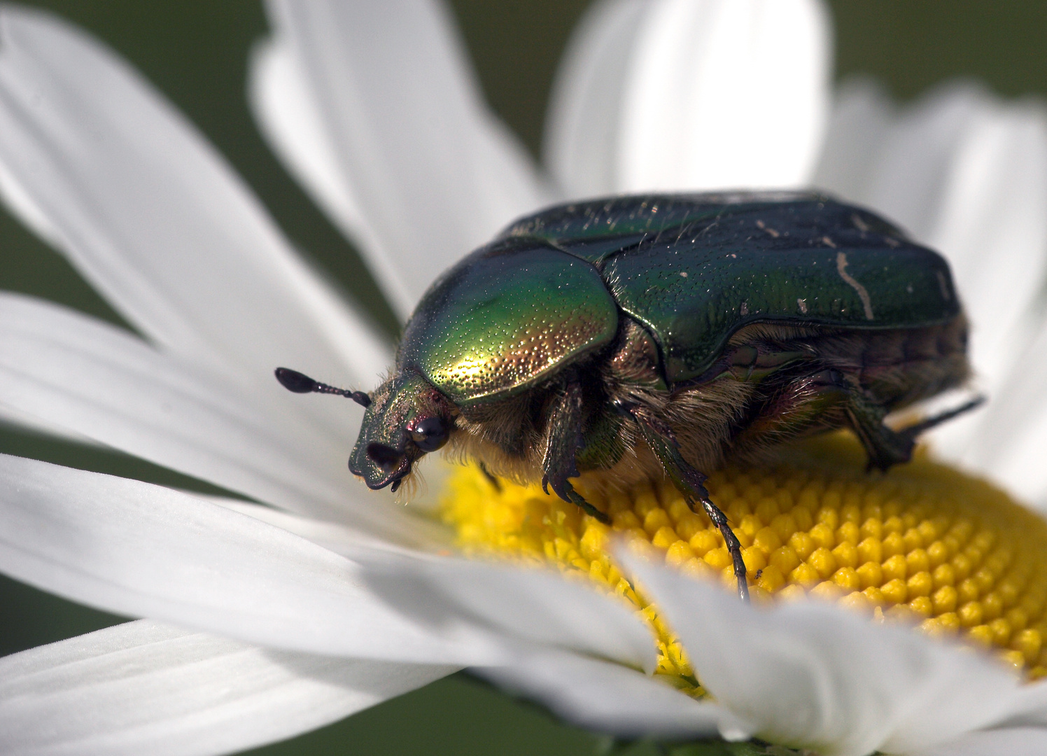 Auf einer Margeritenblüte