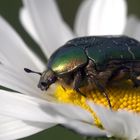 Auf einer Margeritenblüte