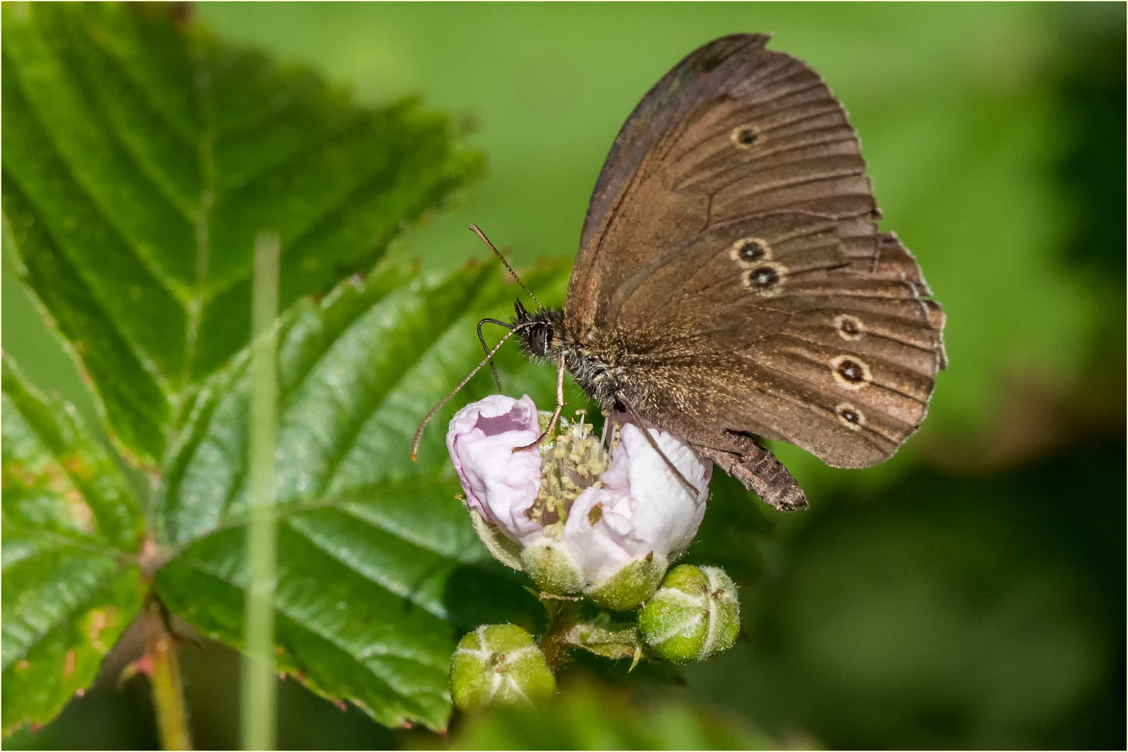 auf einer noch fast geschlossenen Brombeerblüte  .....