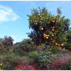 Auf einer Orangenplantage