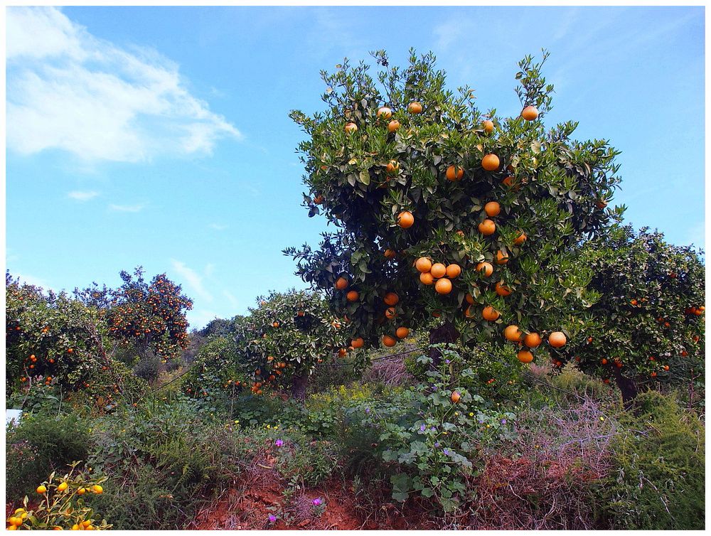 Auf einer Orangenplantage