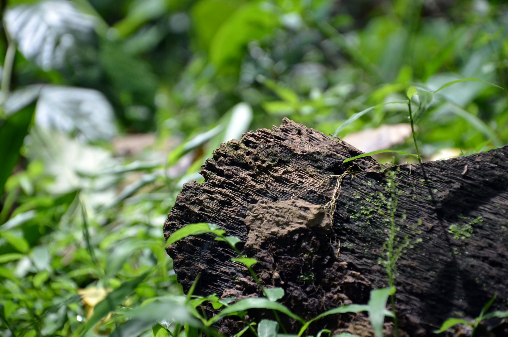 Auf einer Plantage auf Bali