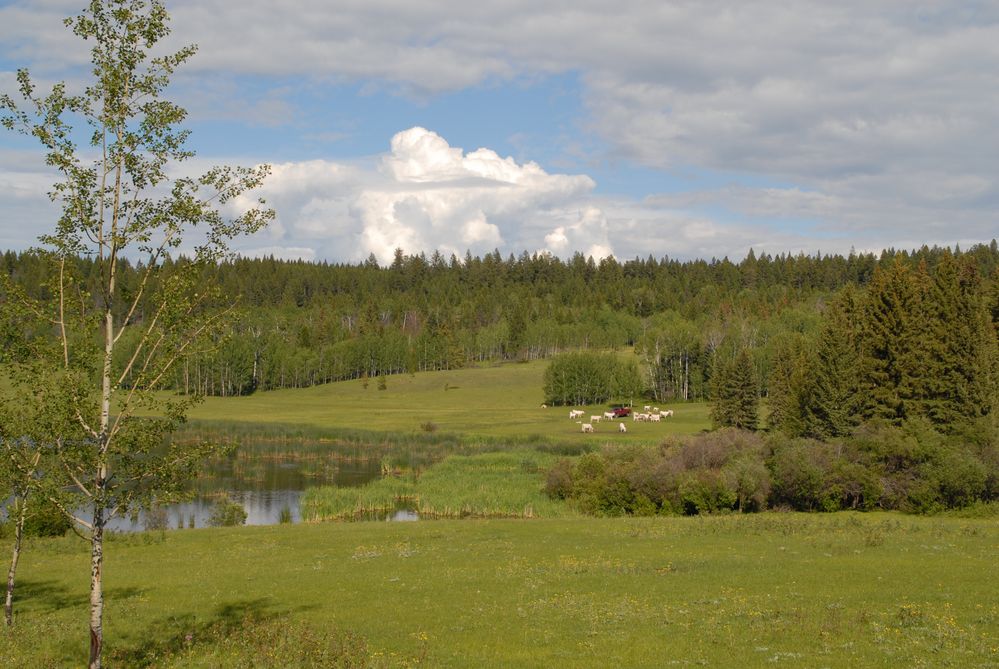 Auf einer Ranch in Springhouse 1