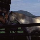 Auf einer Ranch in Westkanada