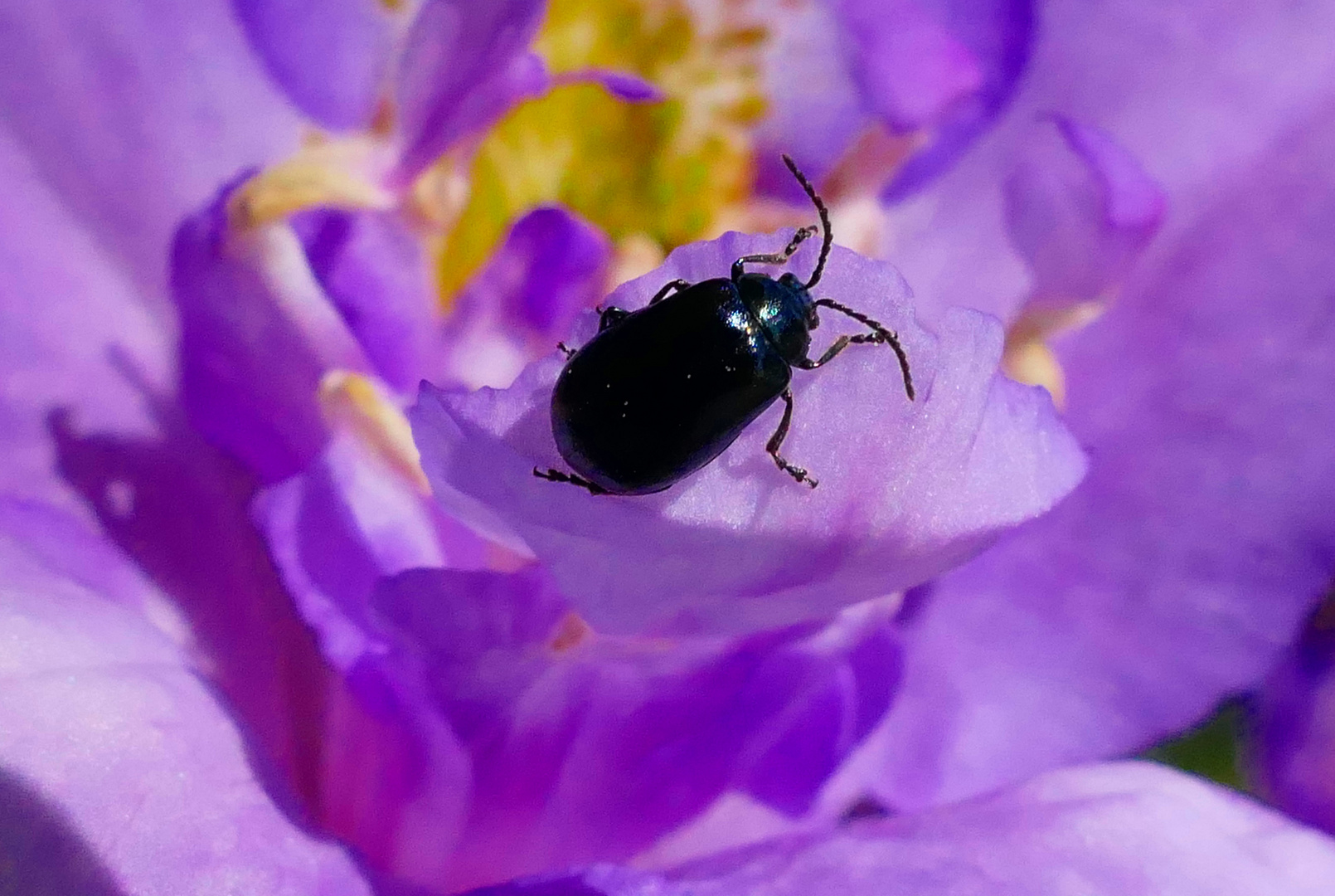 Auf einer Rhododendronblüte . . .