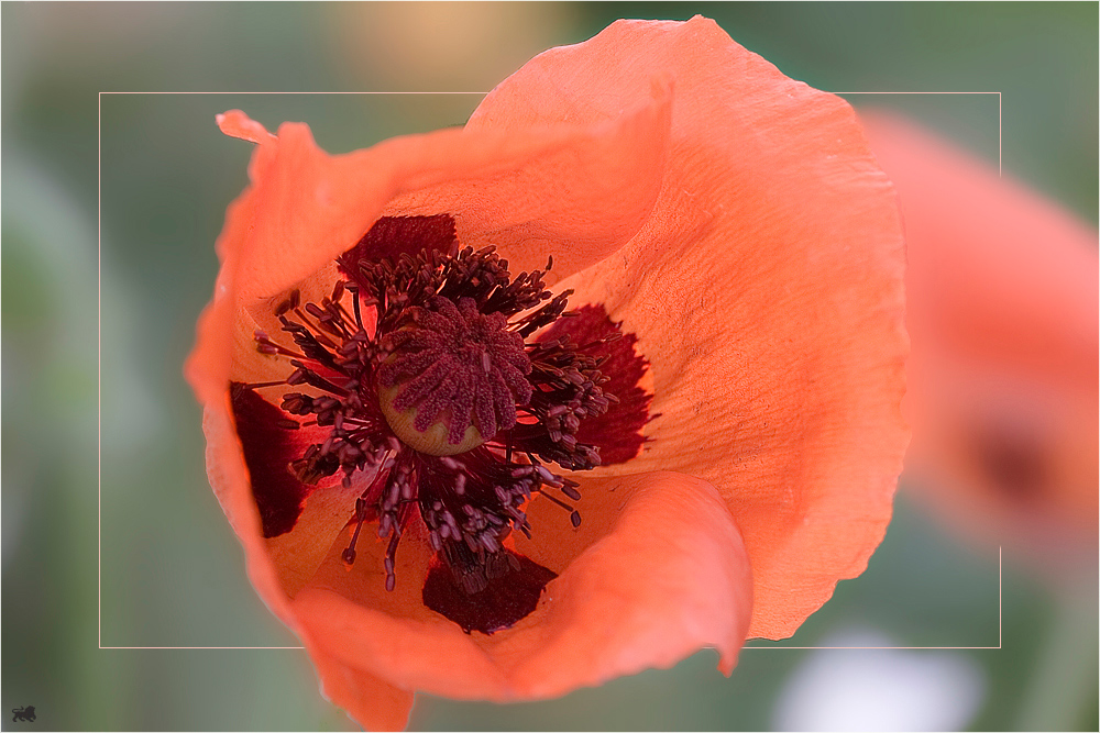 Auf einer rosa Wolke