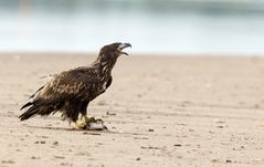 Auf einer Sandbank...