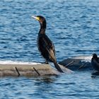 auf einer Schwimminsel entdeckt  .....