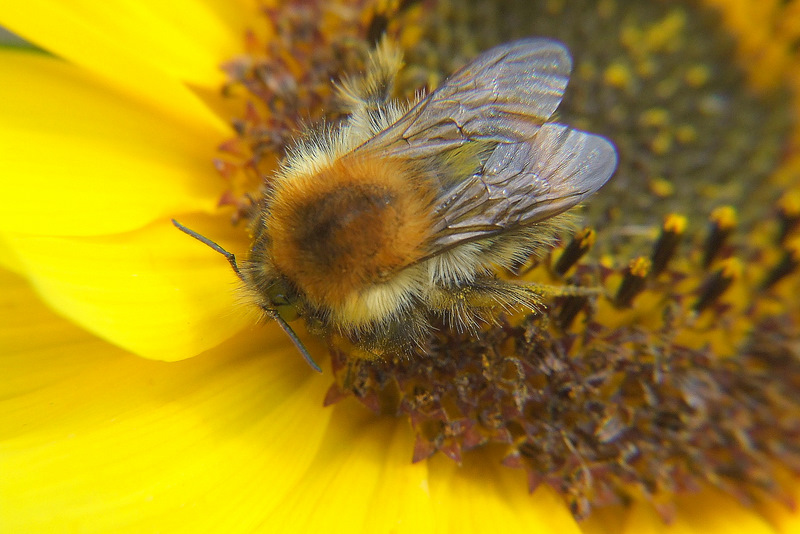 Auf einer Sonnenblume