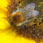 Auf einer Sonnenblume