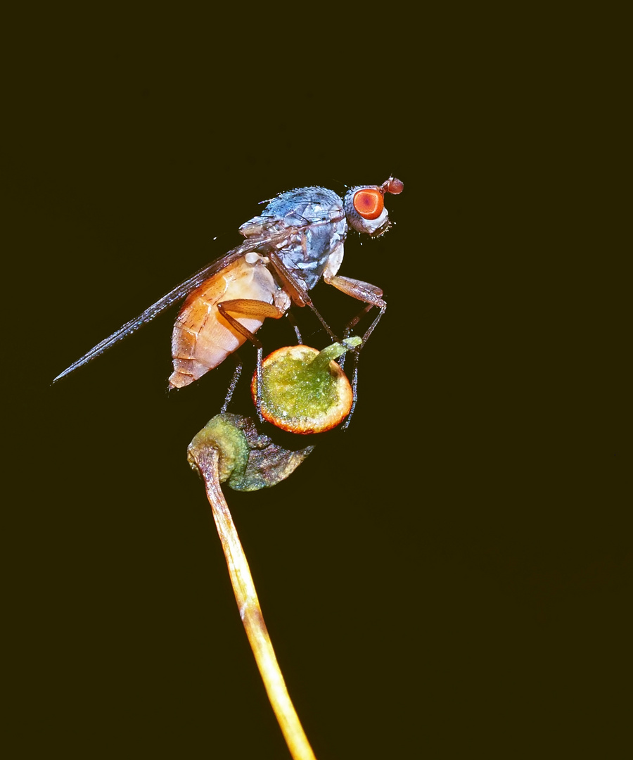 Auf einer Sporenkapsel geniesst sie die Aussicht! * - Une mouche s'installe sur une urne à spores!