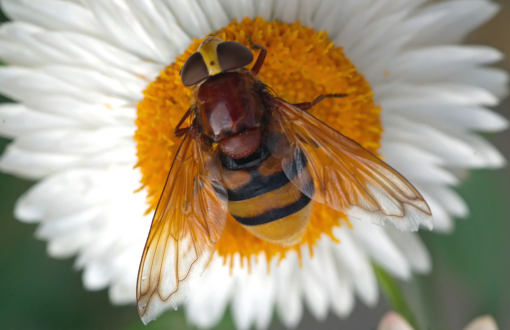 Auf einer Strohblume