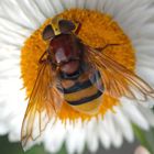 Auf einer Strohblume