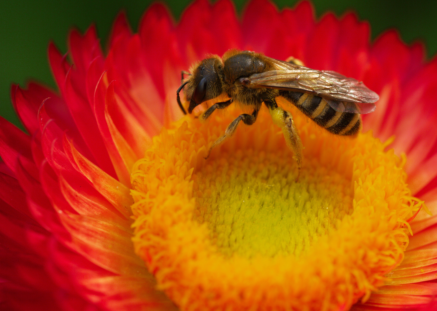 Auf einer Strohblume