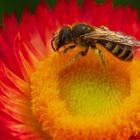 Auf einer Strohblume