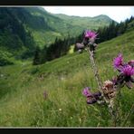 Auf einer Wanderung in den Kitzbühler Bergen ...