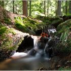 Auf einer Wanderung in der Nähe von Zwiesel