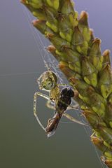 Auf einer "Wegerich-Blüte" -Fortsetzung-