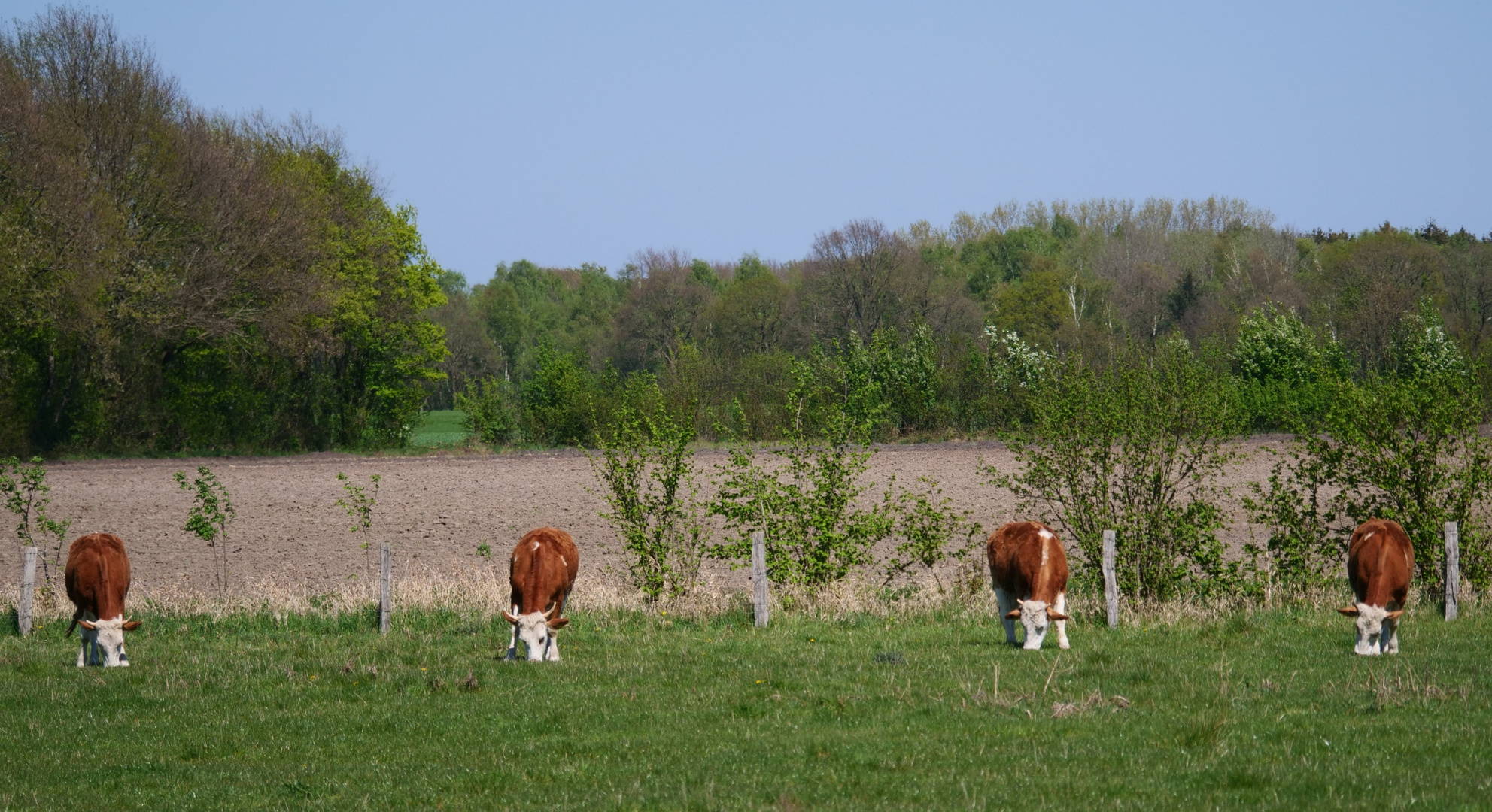 Auf einer Wiese. 