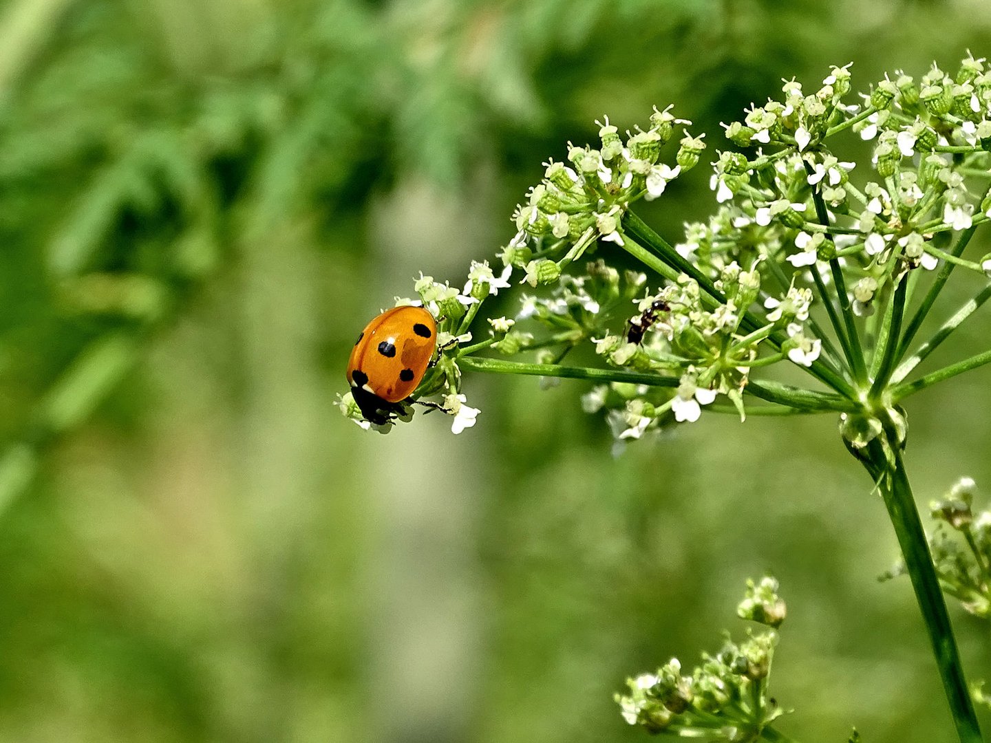 Auf einer Wiese