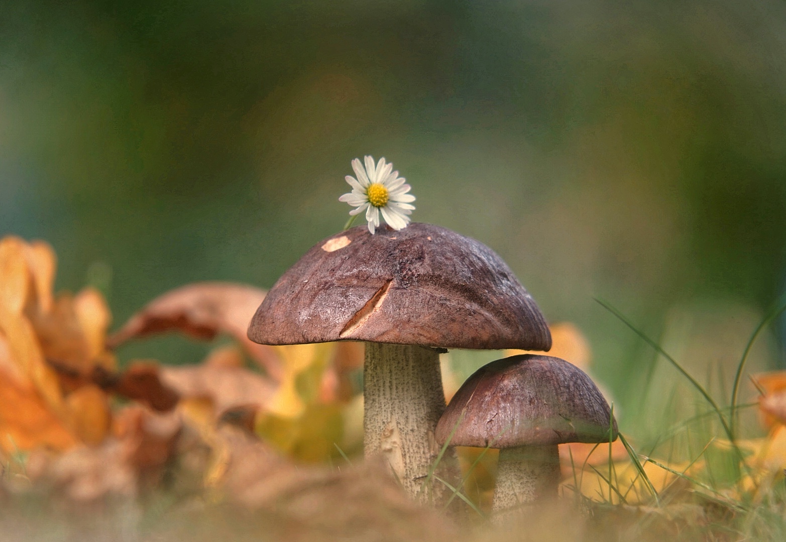 Auf einer Wiese entdeckt!