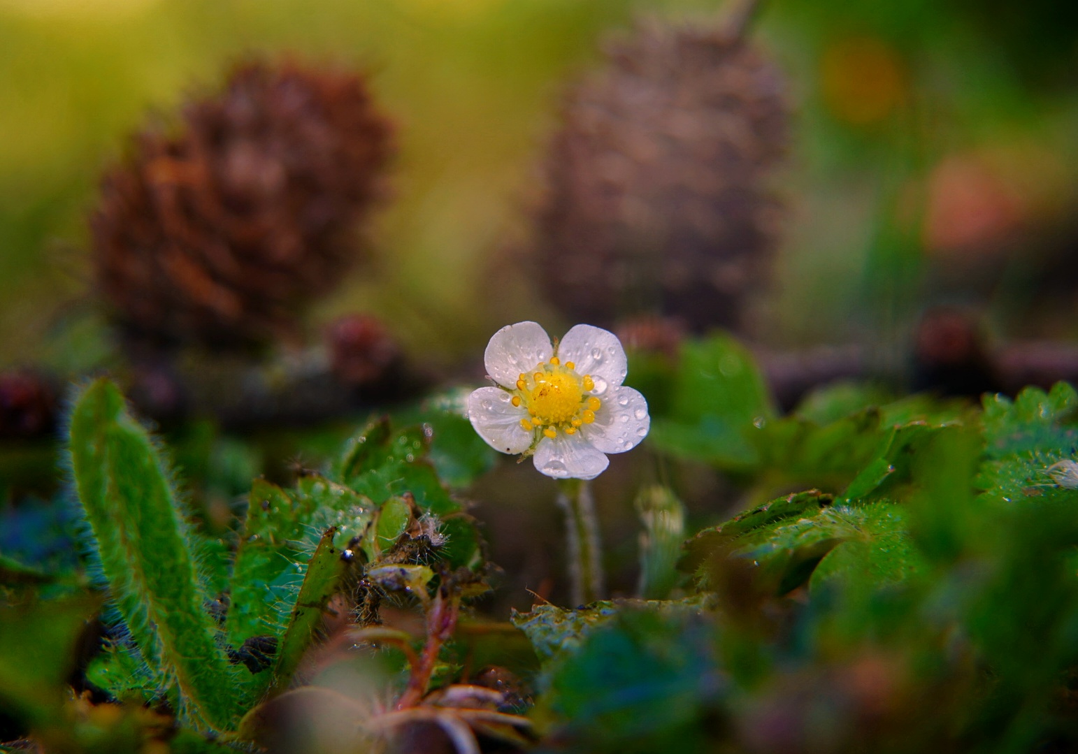 Auf einer Wiese entdeckt: Miniblüte einer Walderdbeere 