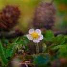 Auf einer Wiese entdeckt: Miniblüte einer Walderdbeere 