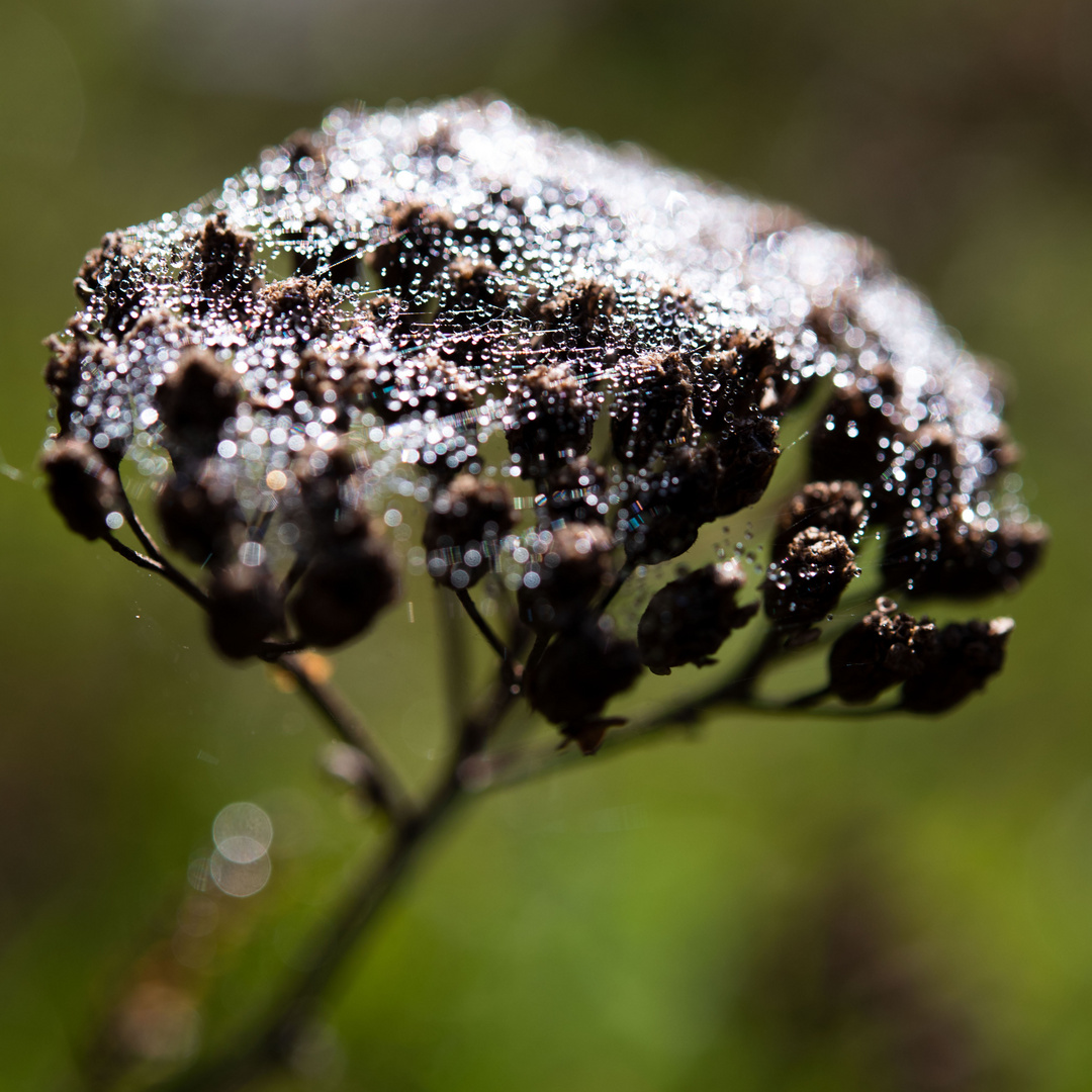 Auf einer Wiese im Herbst...