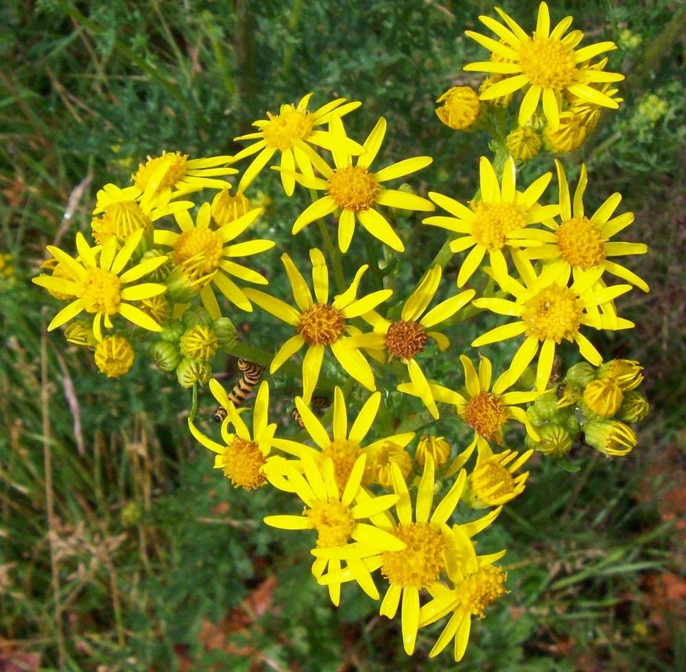 Auf einer wilden Wiese