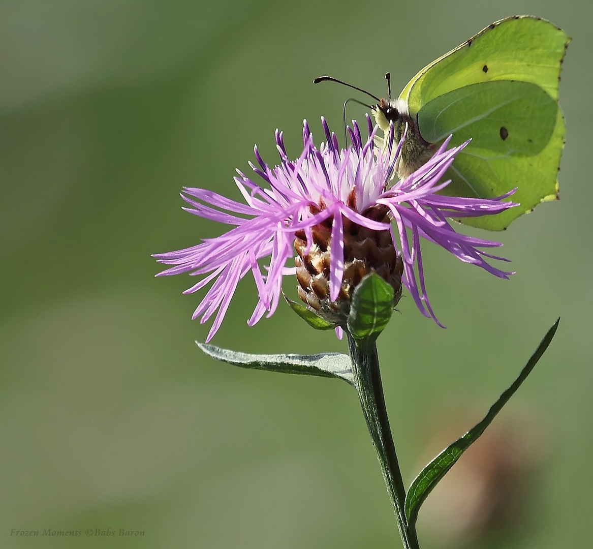 Auf einer wunderschönen Blumenwiese